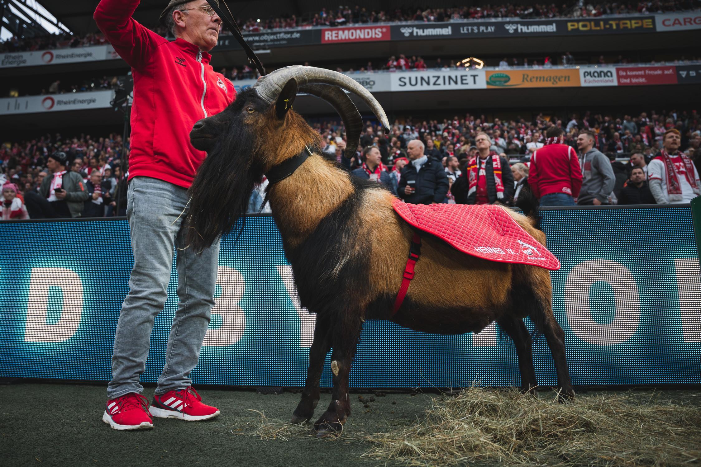 bundesliga_2022-2023_-_md28_-_1__fc_koln_vs_fsv_mainz_05_dsc06805_jpg_0.jpg